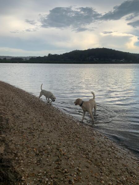 Buyers Agent Central Coast Dog Friendly Beach and Dog Park